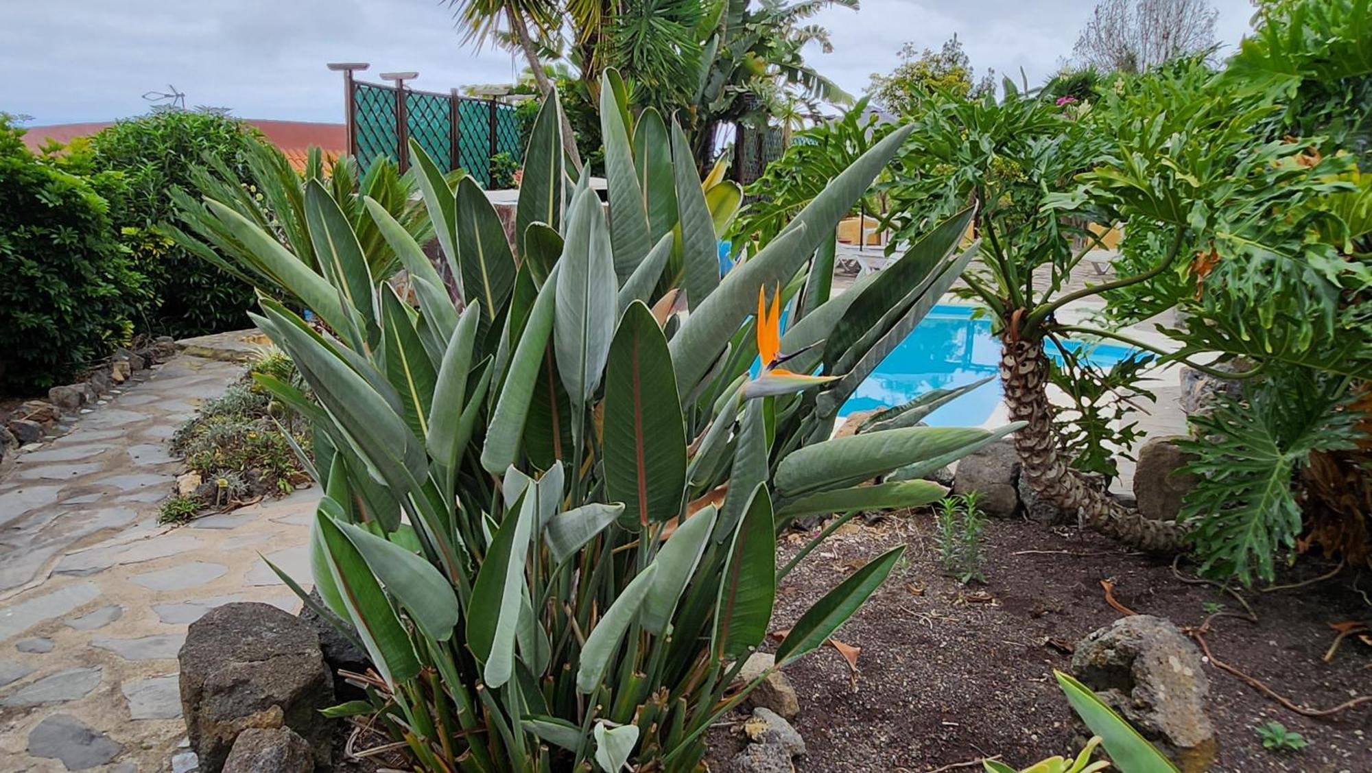 Oasis Hill Botanical Garden Villa Icod De Los Vinos Exterior foto